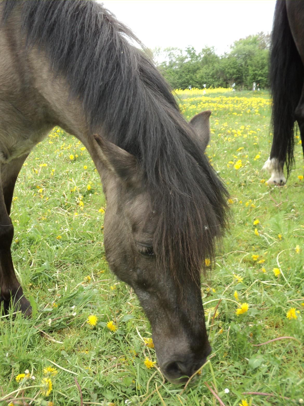 Anden særlig race Molly billede 17
