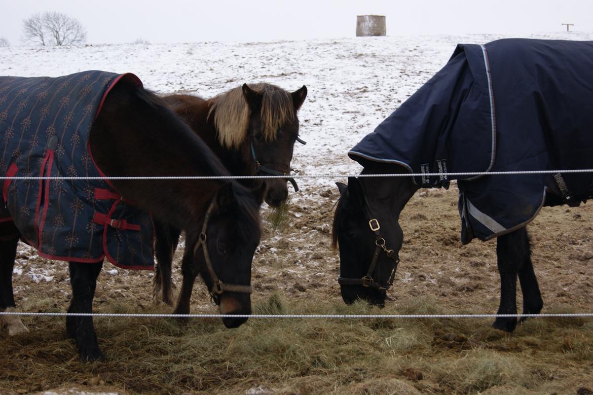 Oldenborg Celine Borrebjerg billede 10