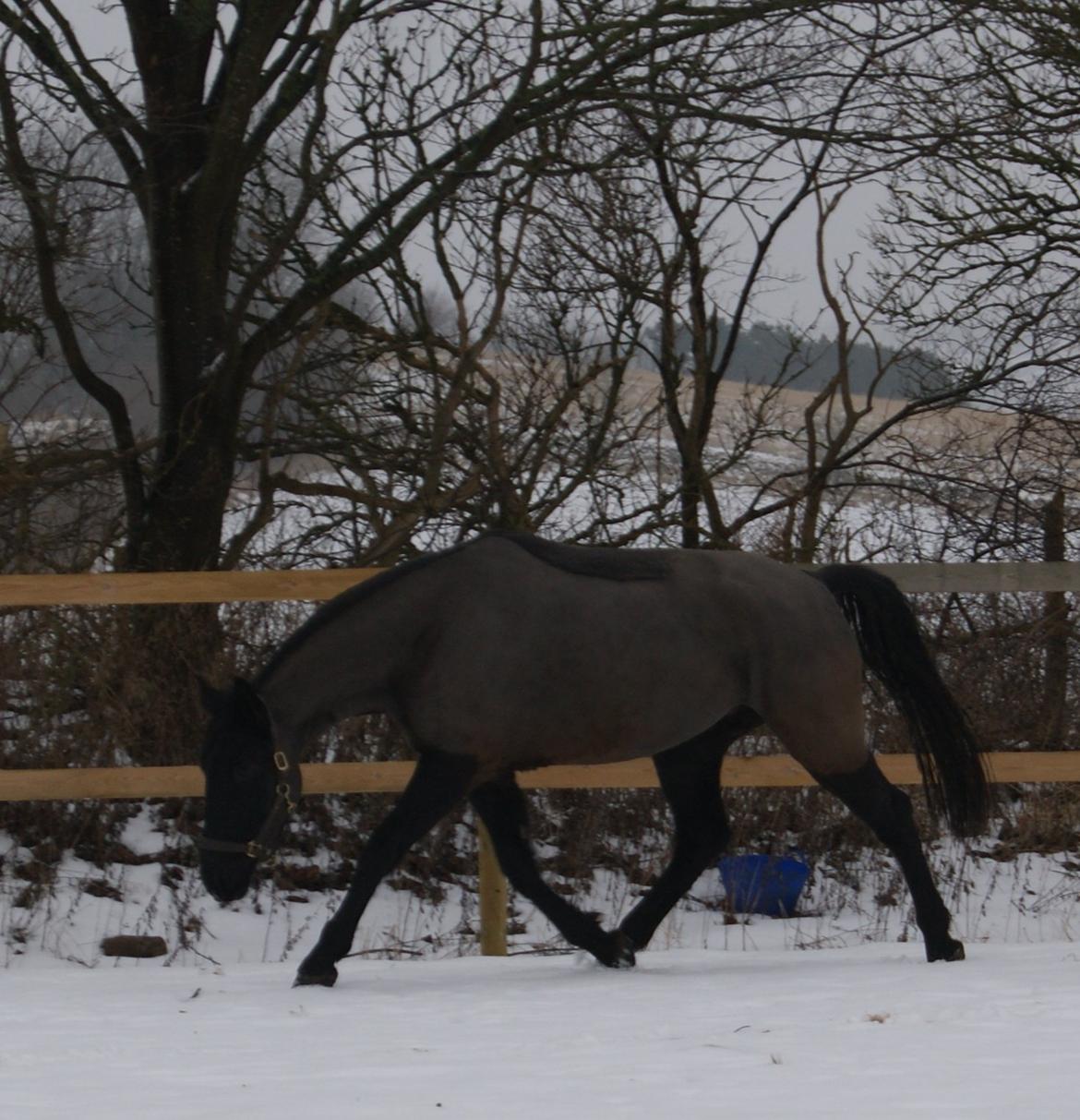 Oldenborg Celine Borrebjerg billede 11