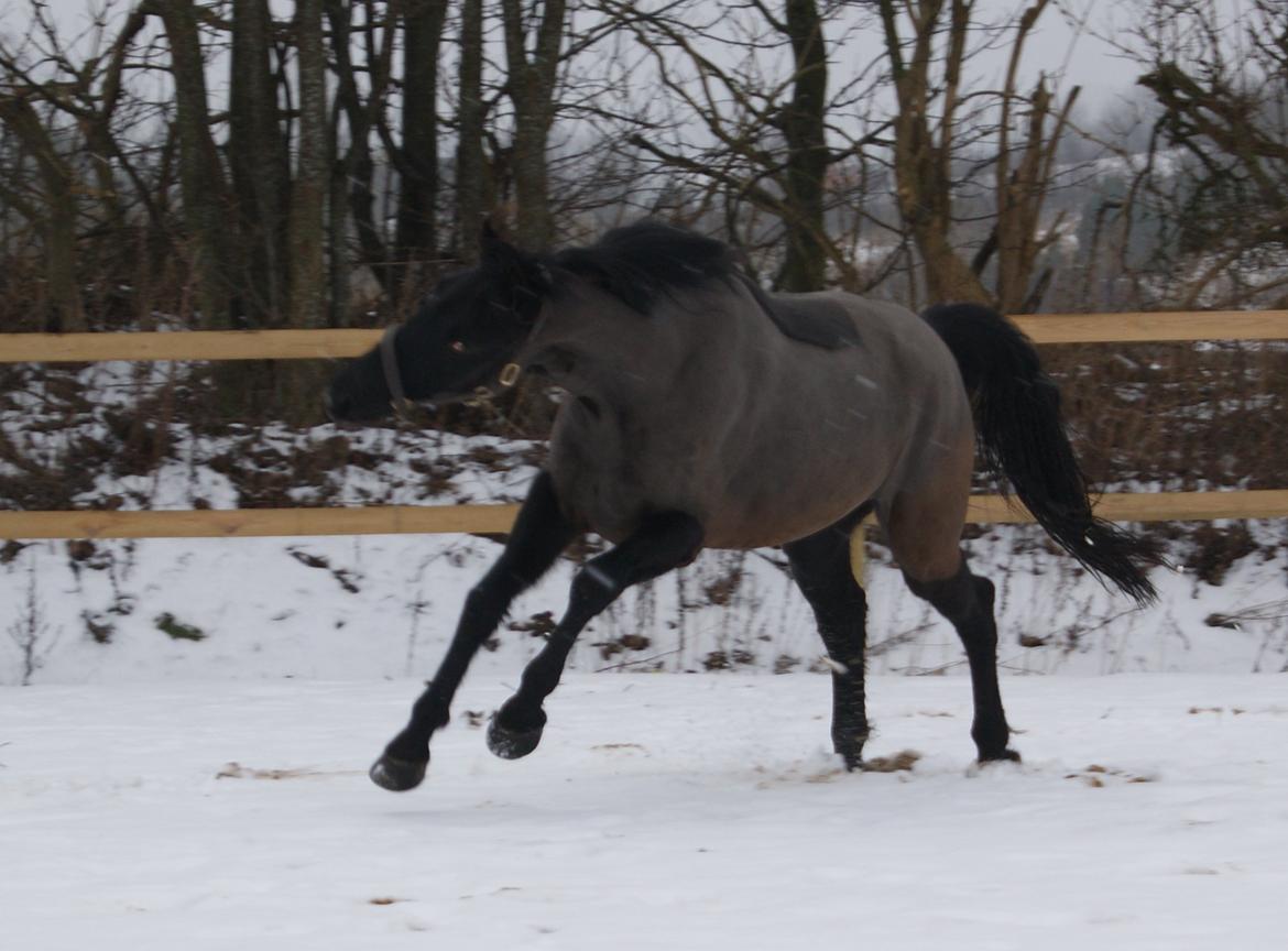 Oldenborg Celine Borrebjerg billede 13