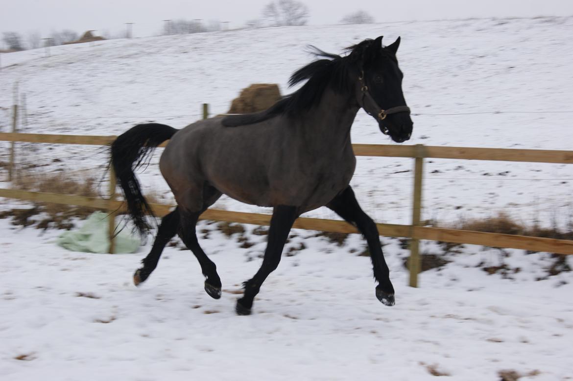 Oldenborg Celine Borrebjerg billede 15