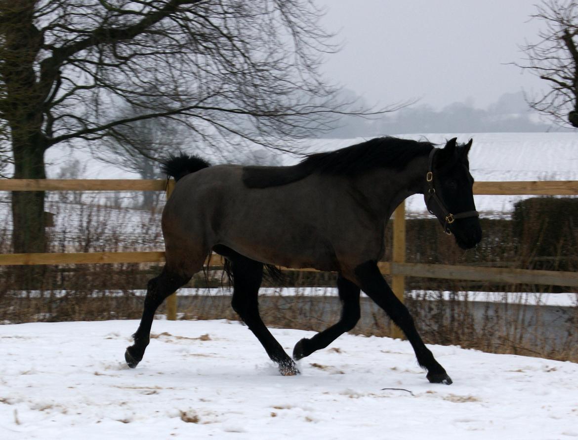 Oldenborg Celine Borrebjerg billede 18