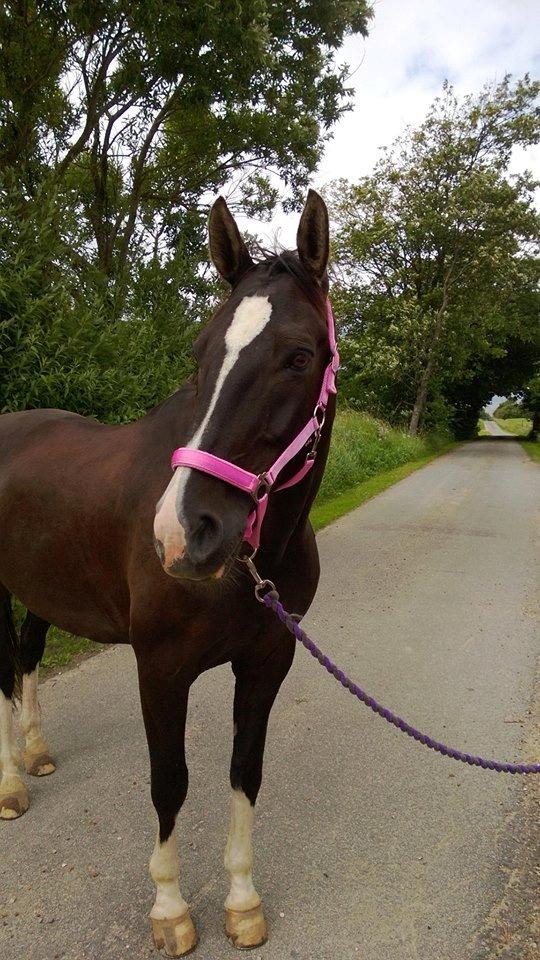 Anden særlig race No Black Boy billede 11