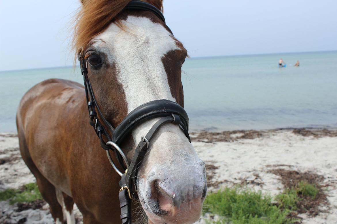 Welsh Partbred (Sec F) Rosengårdens Sodapop - Verdens sødeste pony på stranden, sommer 2013 billede 5