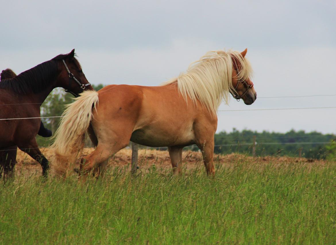 Haflinger Birch's Currin - <3 - juni '13 billede 20