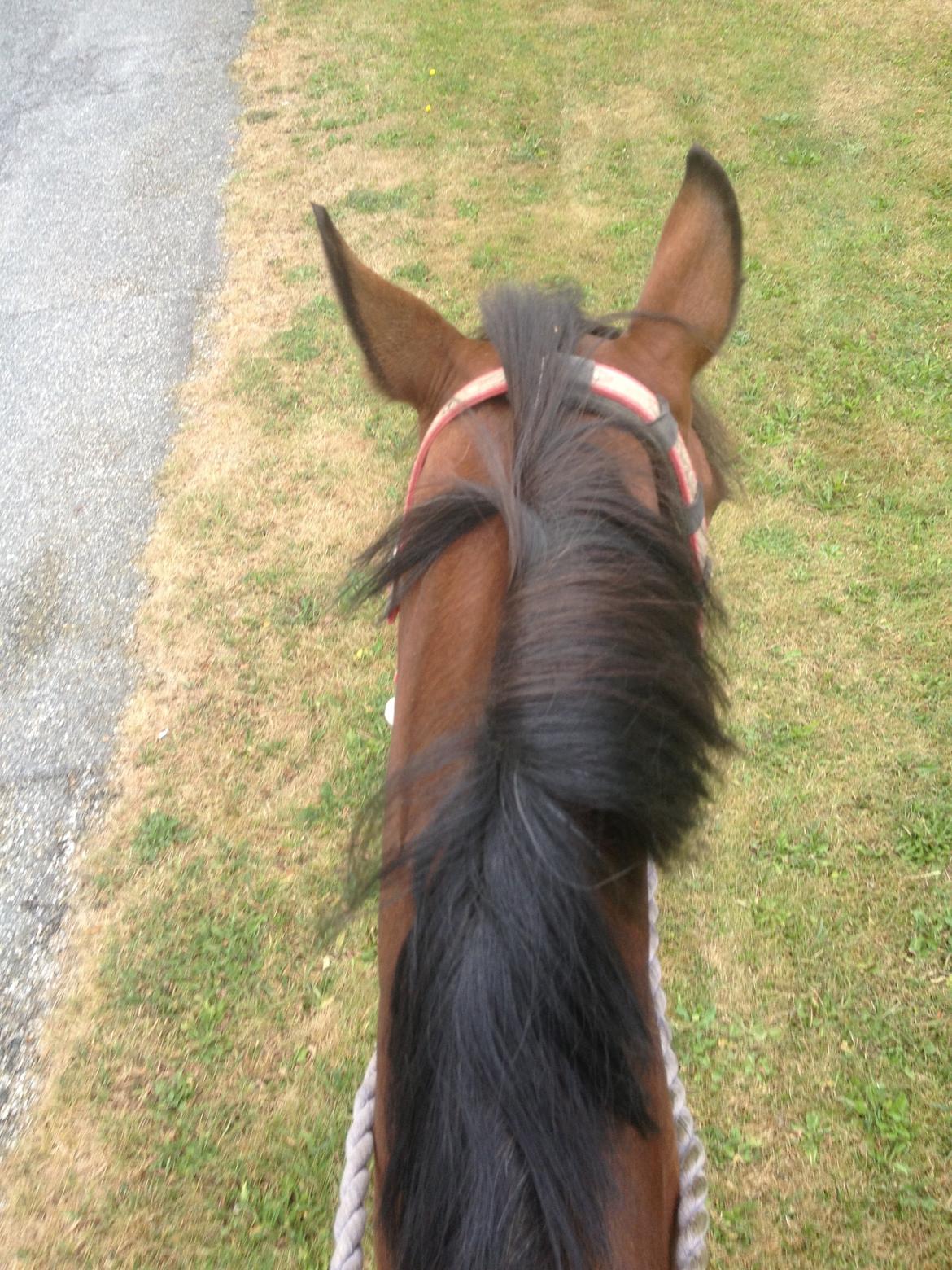 DSP Haahr's Tala billede 4