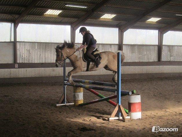 Hollandsk Sportspony Capello Ivo !<3 - Vi er to men svæver som to! <3 billede 15