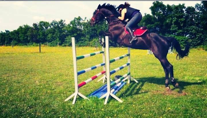 Dansk Varmblod - Carnival (B-HEST) [HIMMEL HEST] - 4) billede 4