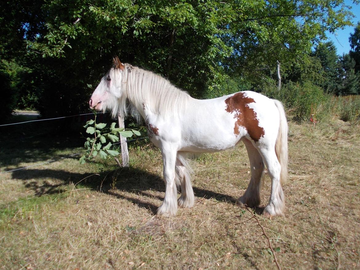 Irish Cob ITS Hazel - Juli 2013, flot basse... billede 6