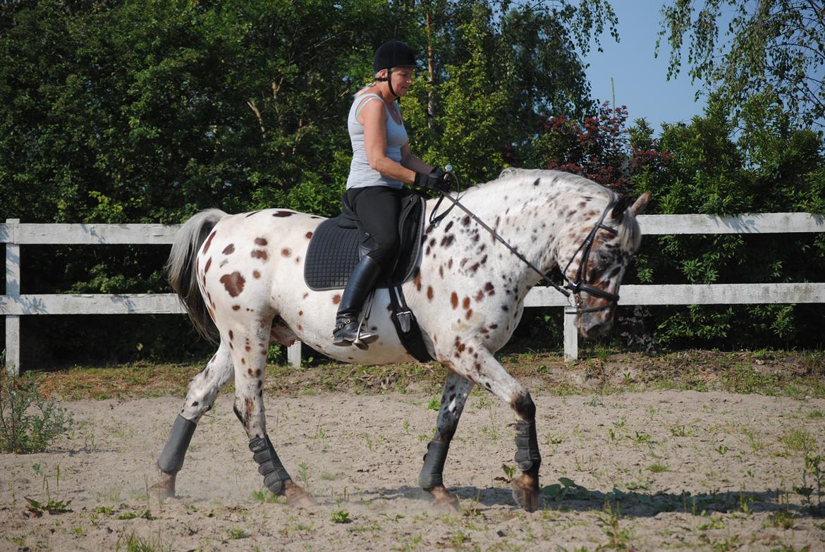 Knabstrupper Max billede 10