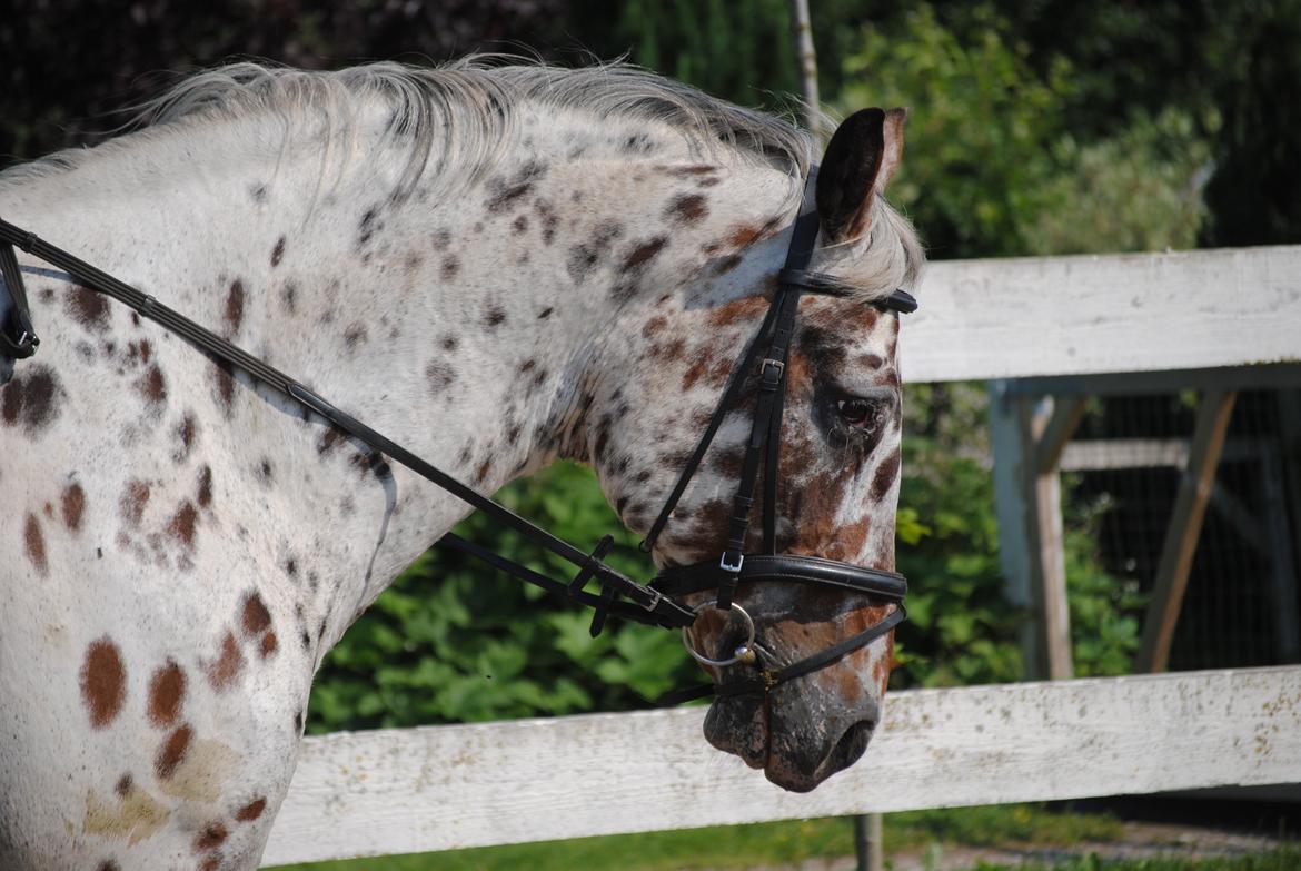 Knabstrupper Max billede 11