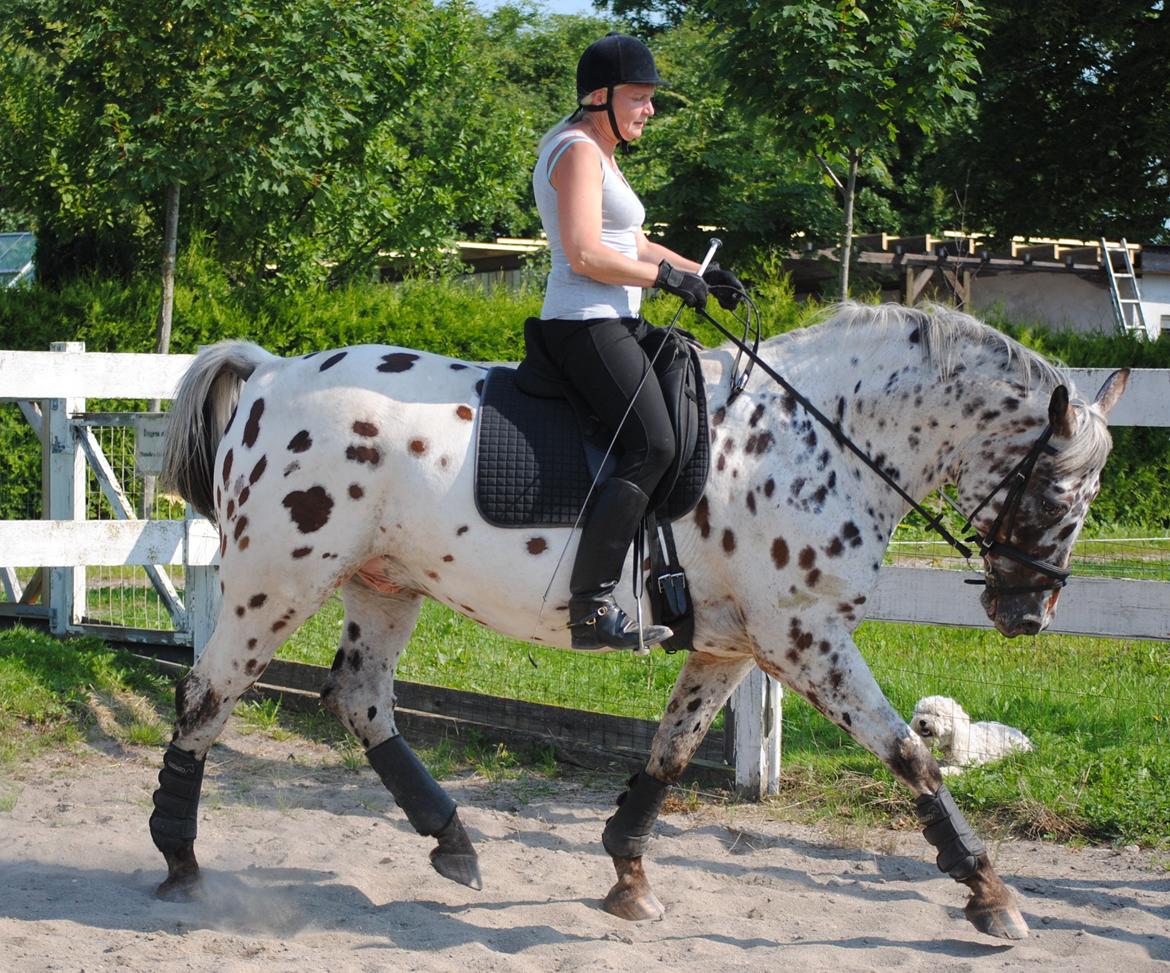 Knabstrupper Max billede 12