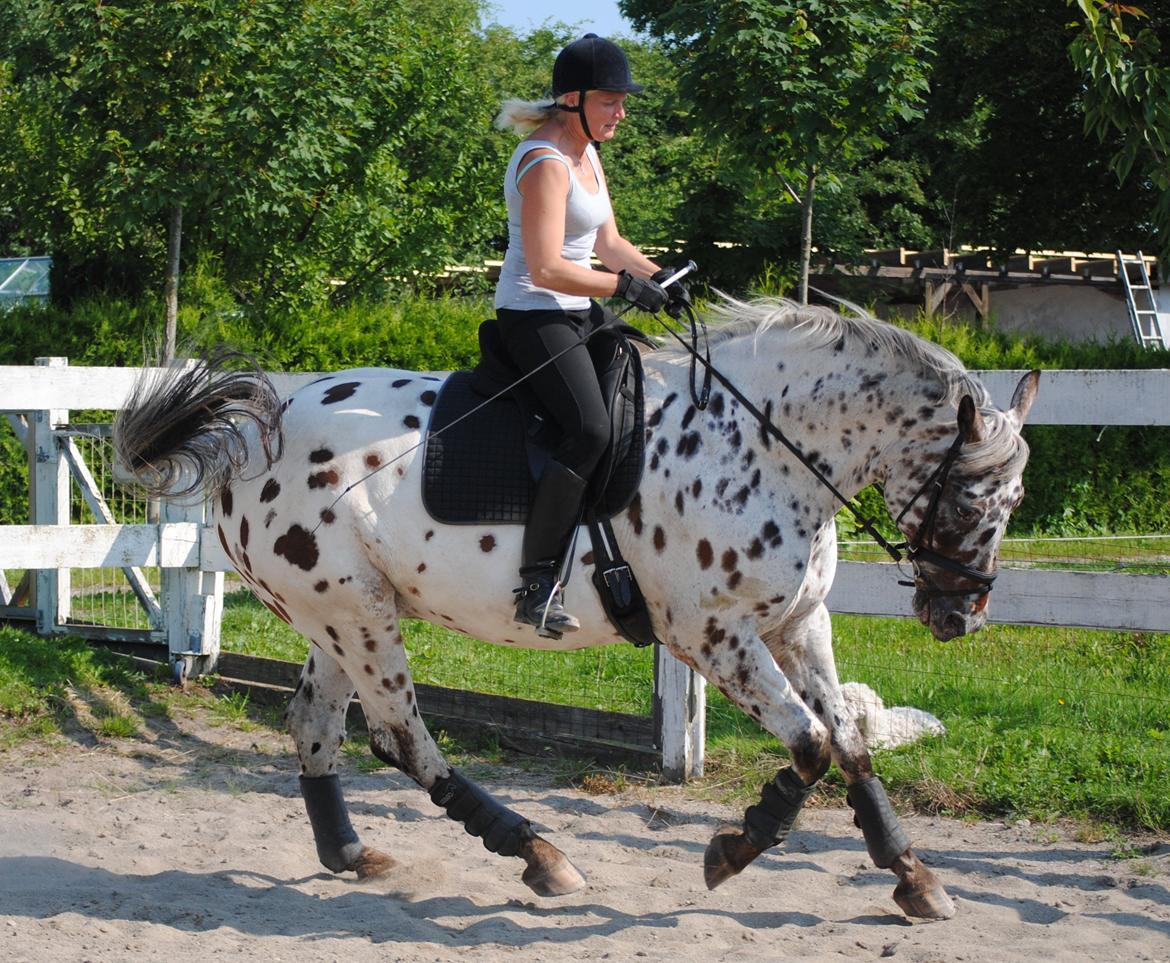 Knabstrupper Max billede 13