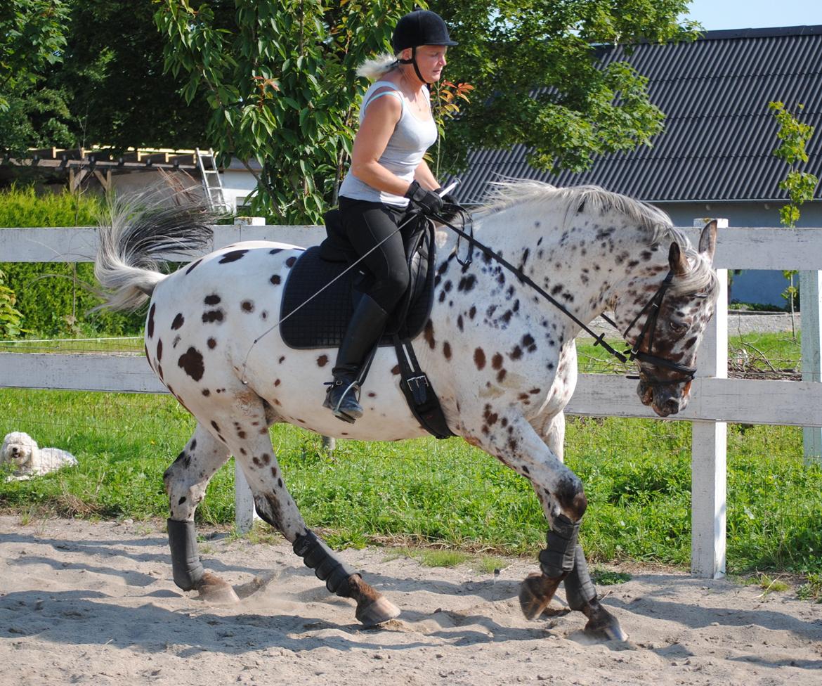 Knabstrupper Max billede 14