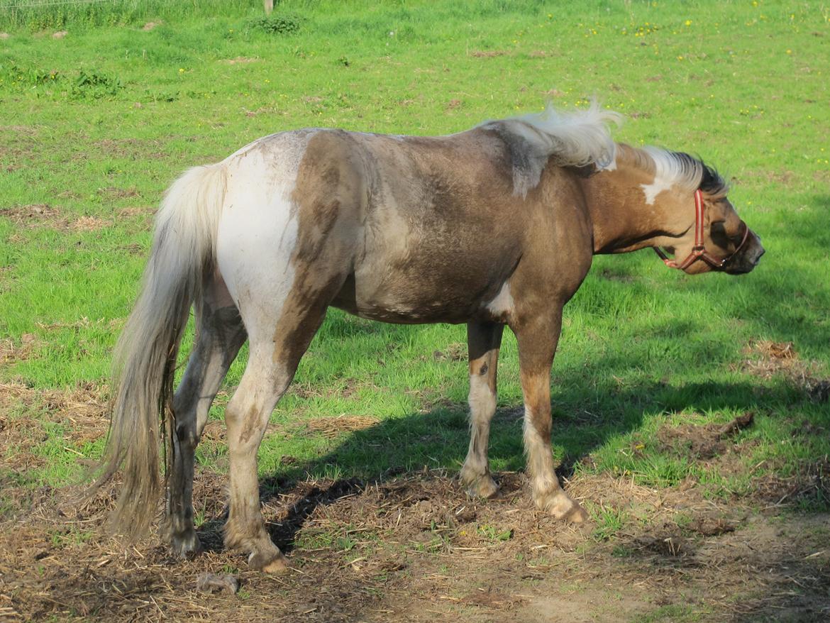 Hollandsk Sportspony Capello Ivo !<3 billede 28