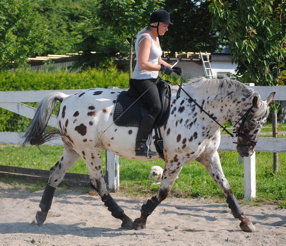 Knabstrupper Max billede 15