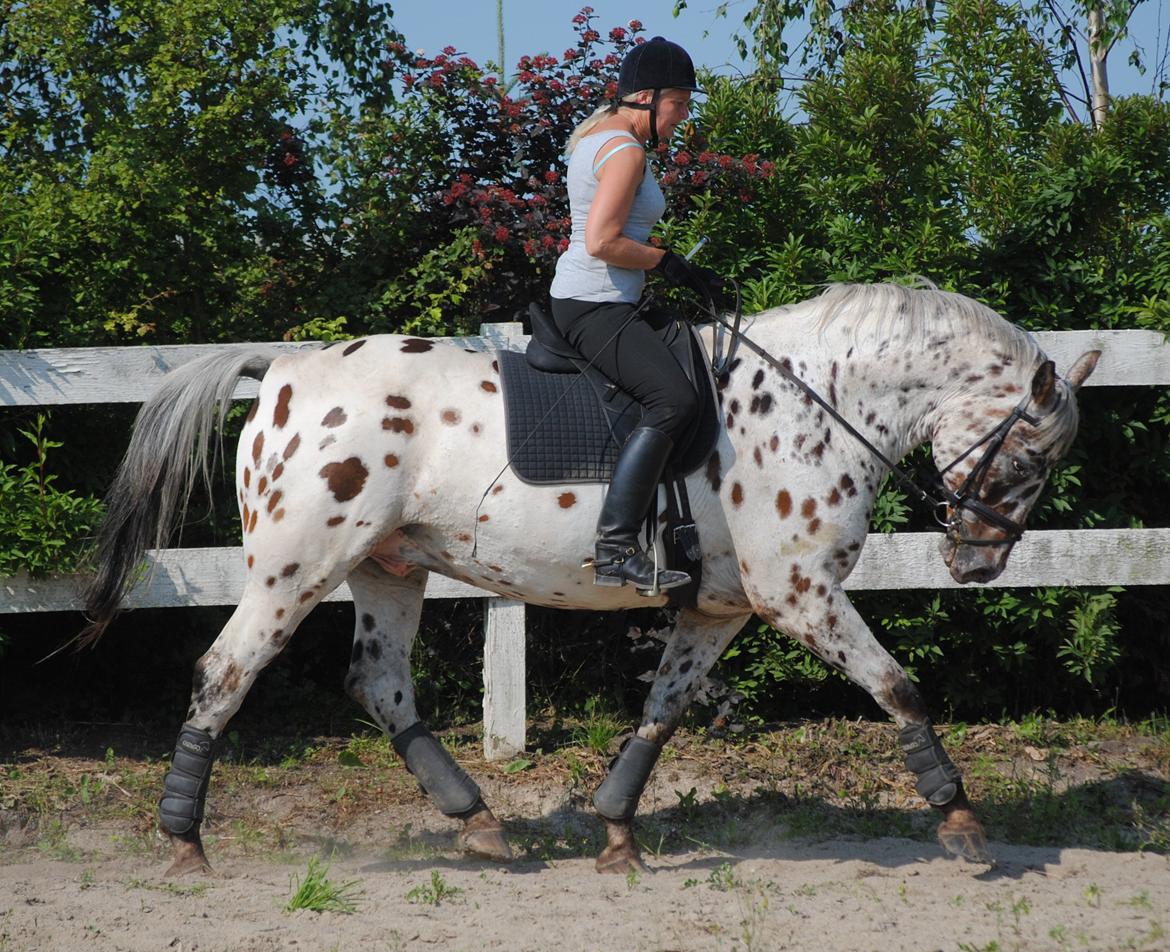 Knabstrupper Max billede 16