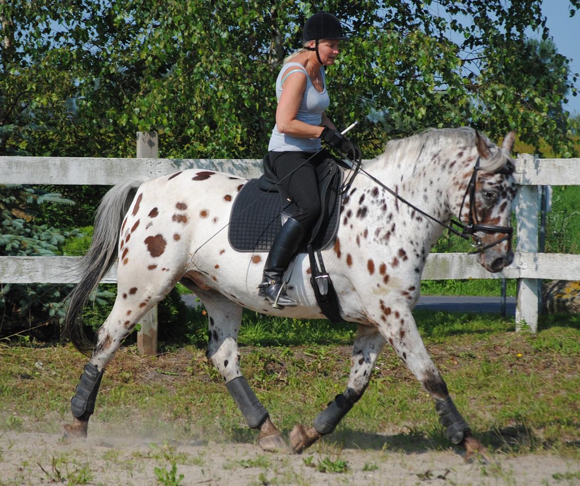 Knabstrupper Max billede 17