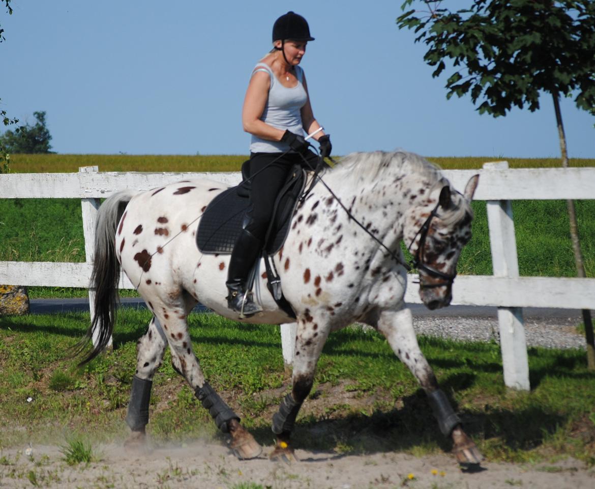 Knabstrupper Max billede 18