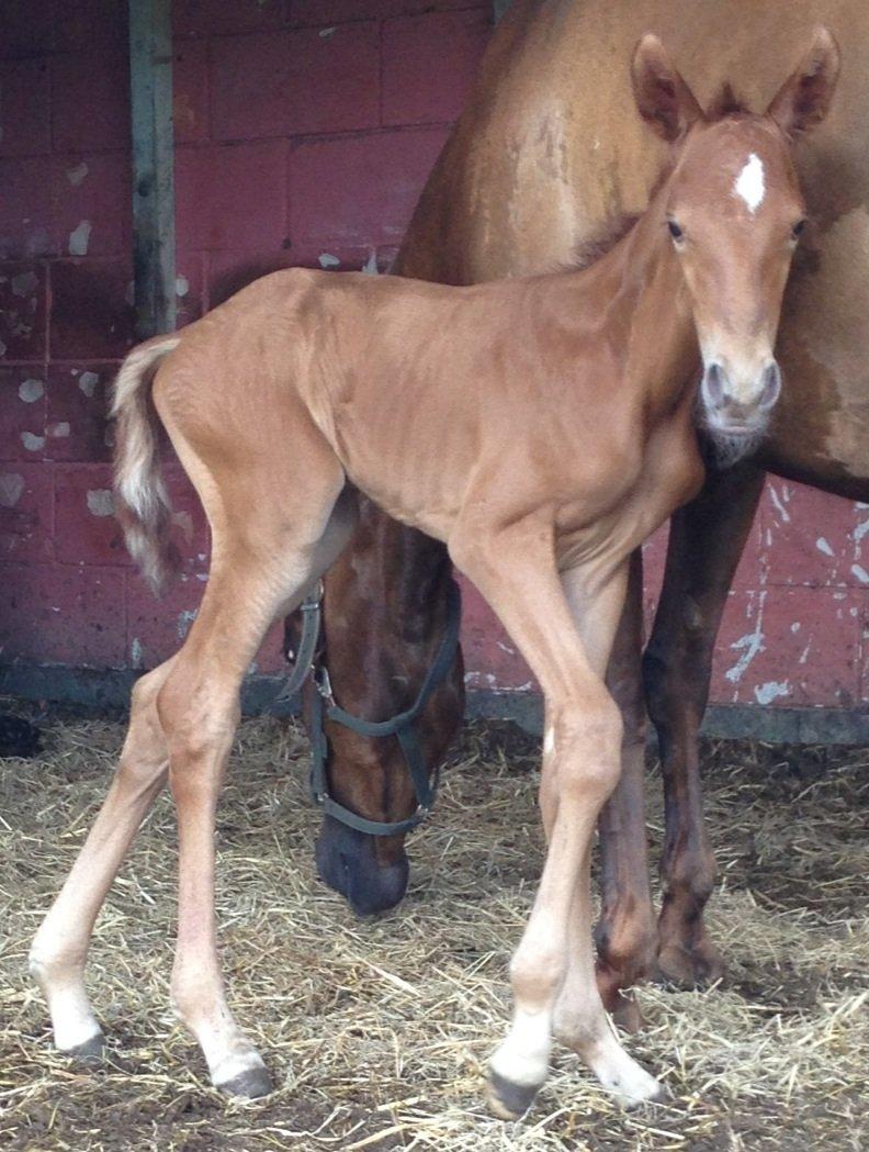 Palomino Holms Mr Duddits billede 1