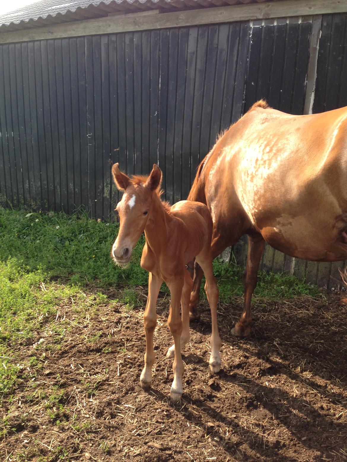 Palomino Holms Mr Duddits billede 3