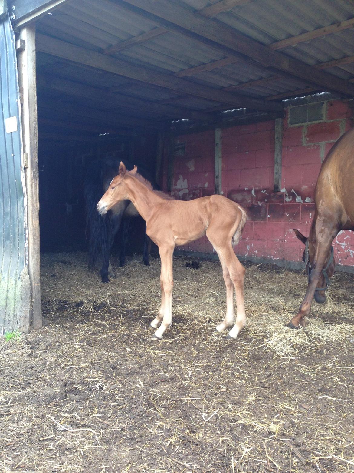 Palomino Holms Mr Duddits billede 4