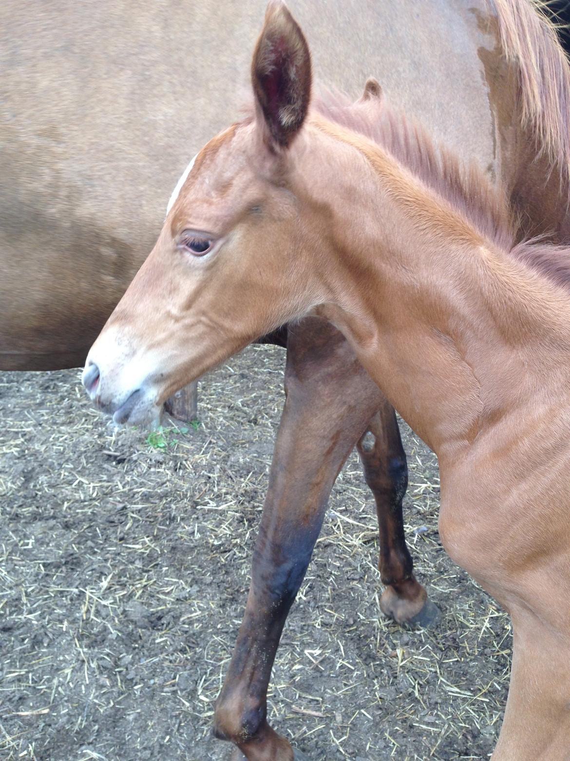 Palomino Holms Mr Duddits billede 5