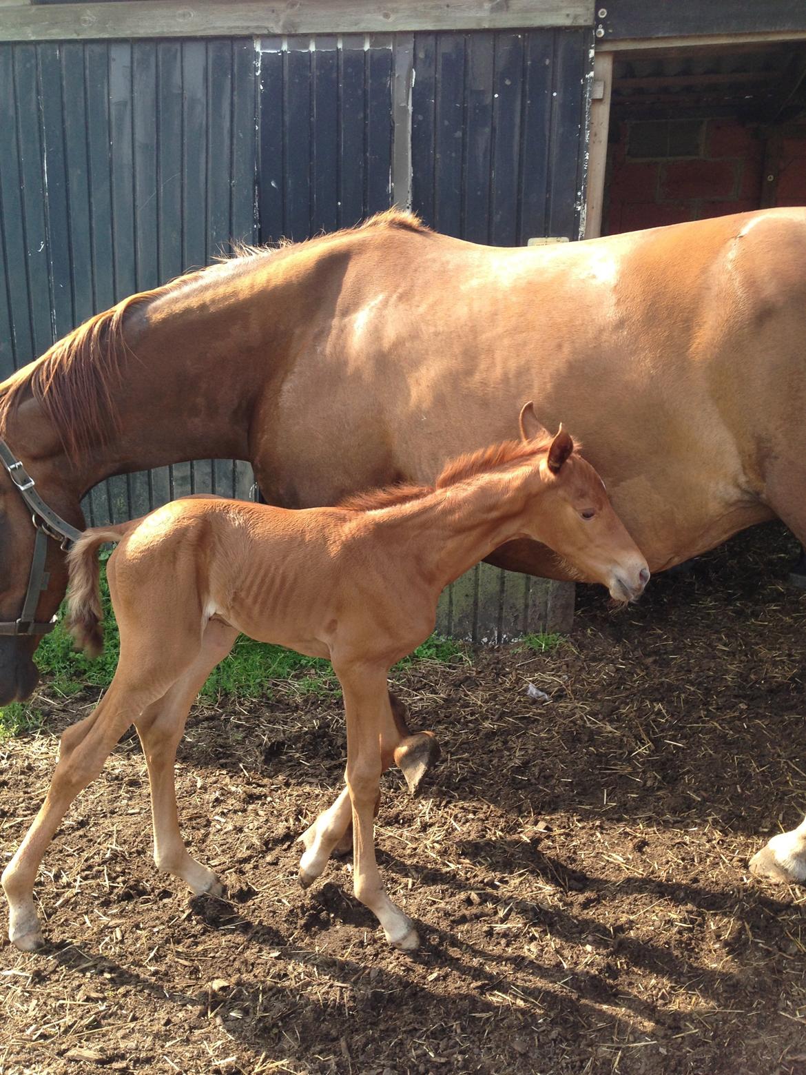 Palomino Holms Mr Duddits billede 2