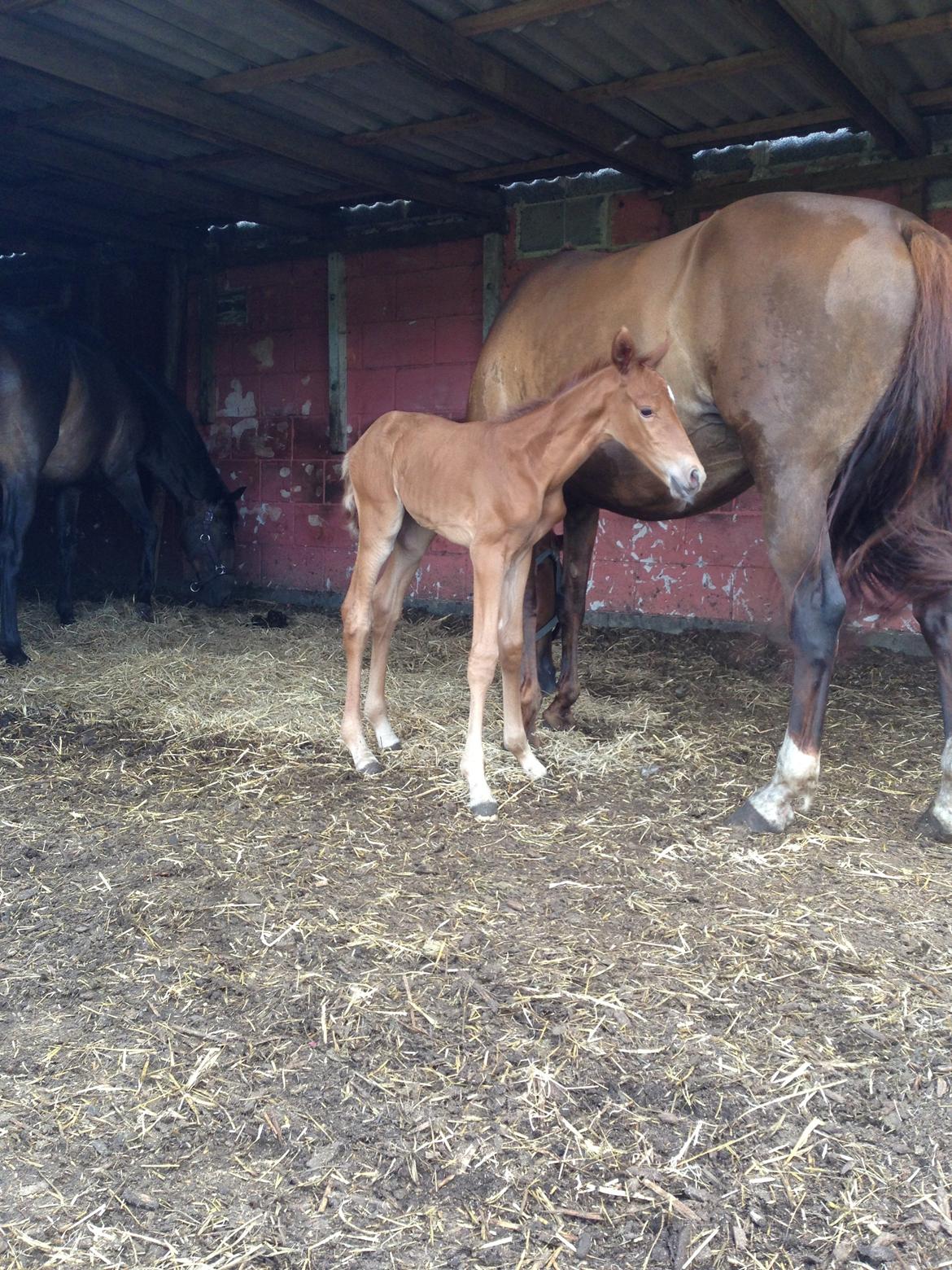 Palomino Holms Mr Duddits billede 7