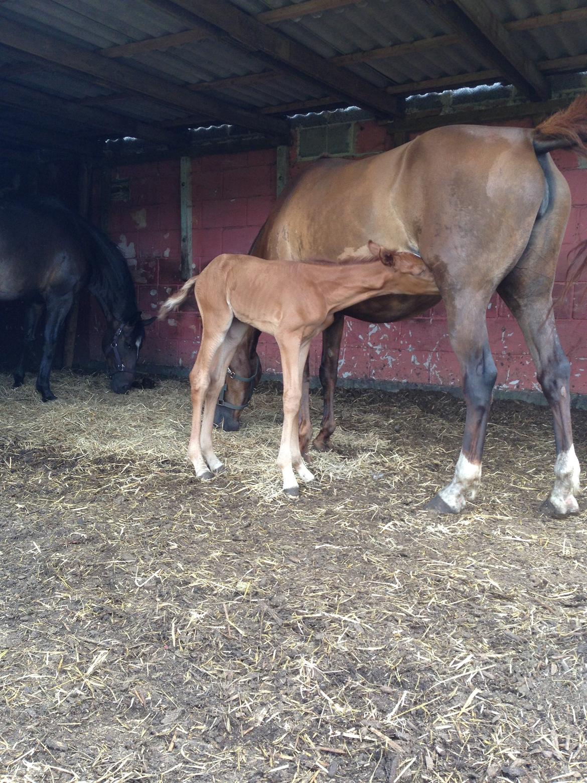 Palomino Holms Mr Duddits billede 6