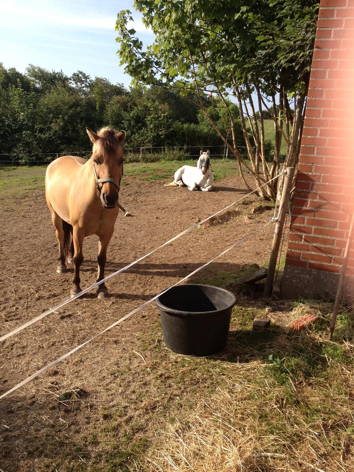 Anden særlig race Candy billede 5