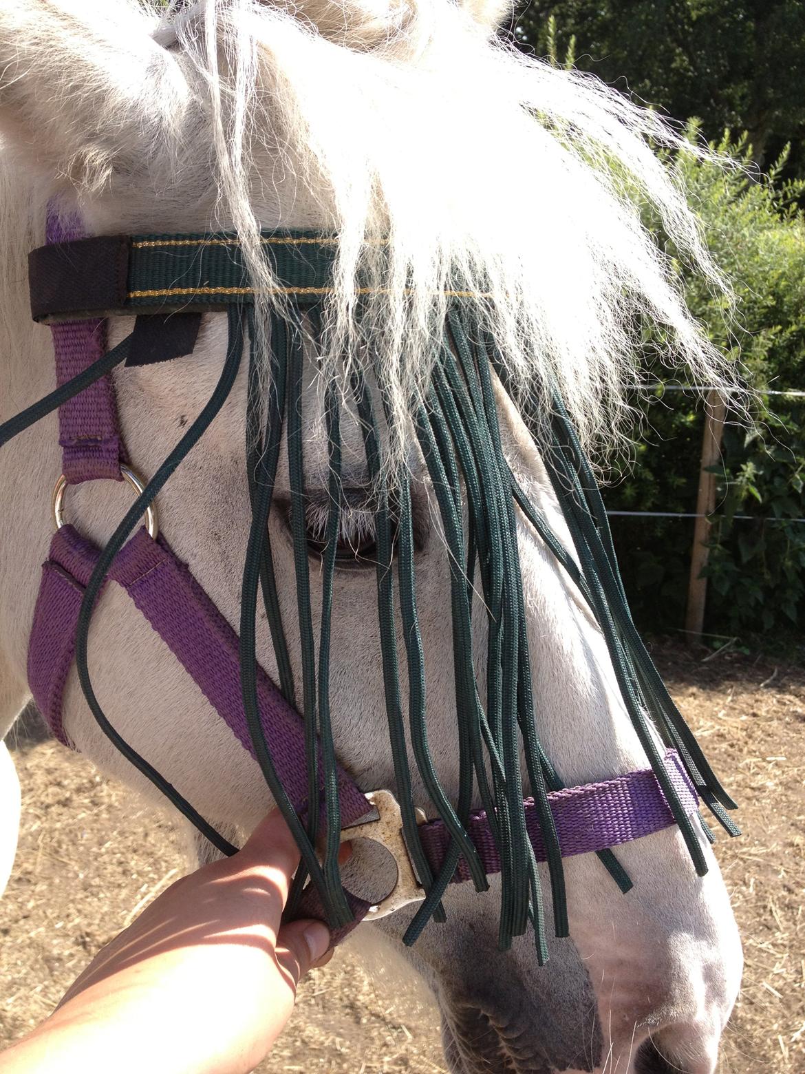 Anden særlig race Candy billede 8