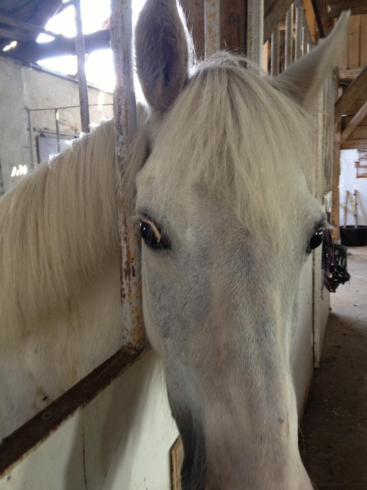 Anden særlig race Candy billede 1