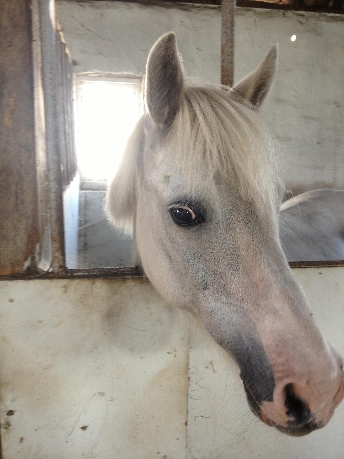 Anden særlig race Candy billede 12