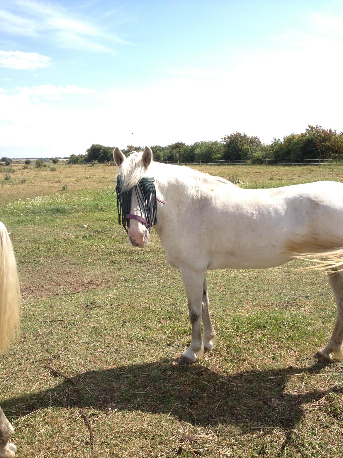 Anden særlig race Candy billede 13