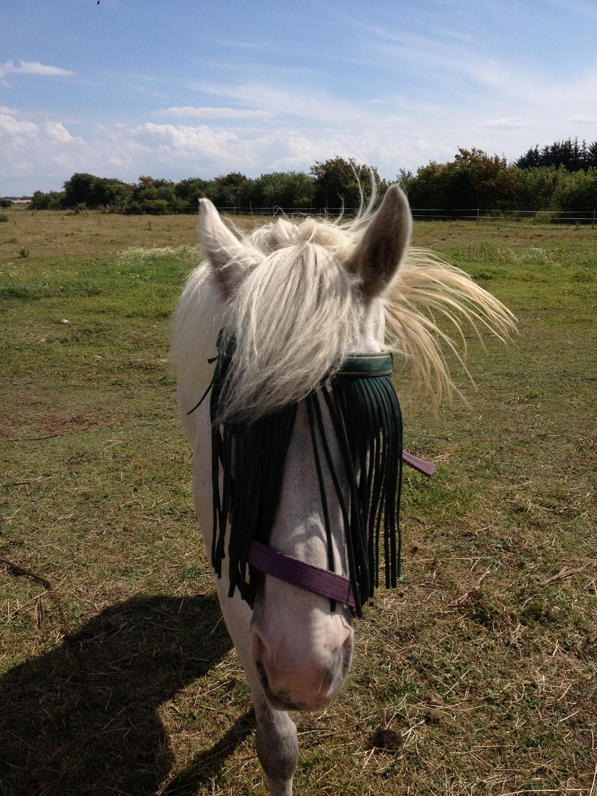 Anden særlig race Candy billede 14