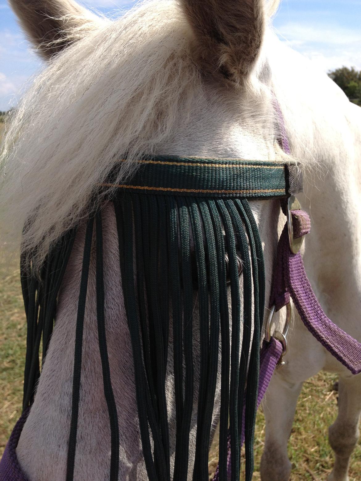 Anden særlig race Candy billede 10