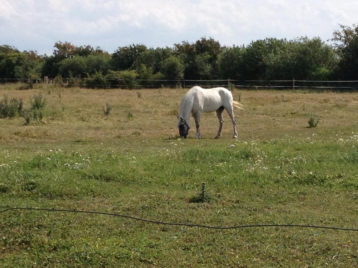 Anden særlig race Candy billede 15