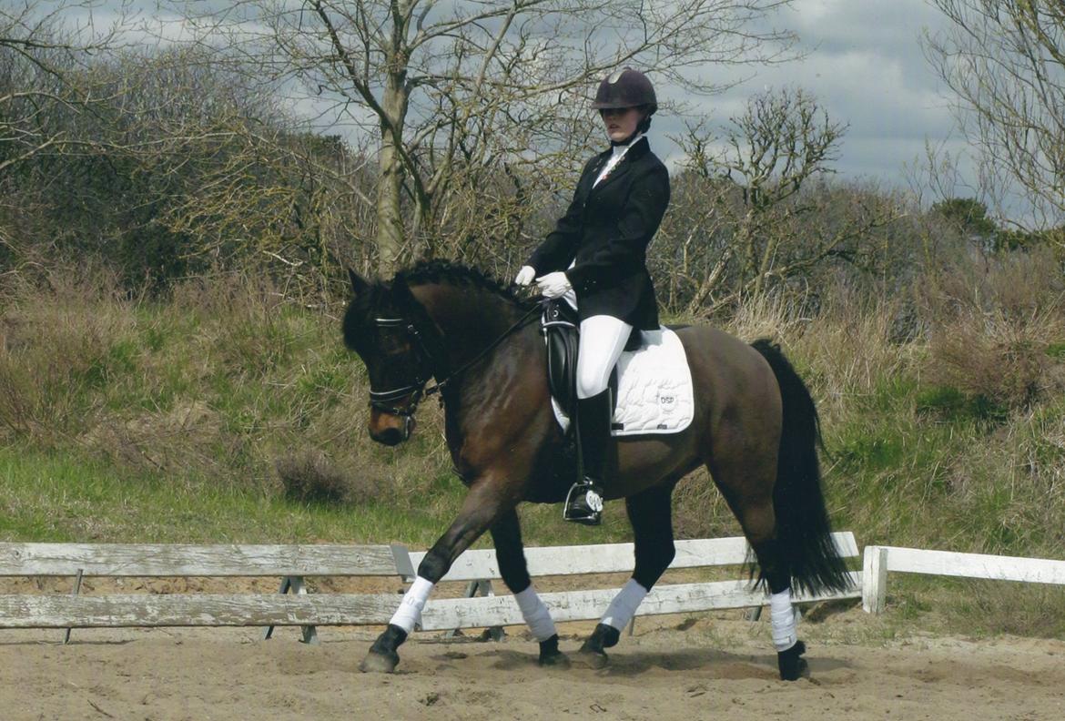 DSP CAPPUCCINO (NALLO) billede 4