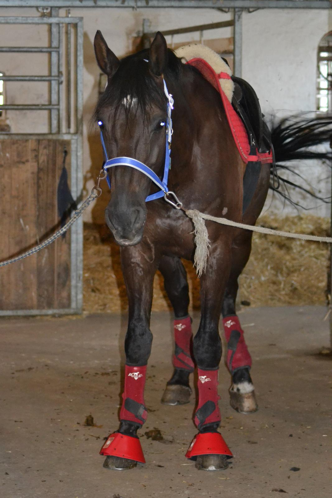 Dansk Varmblod Quendy - L billede 5