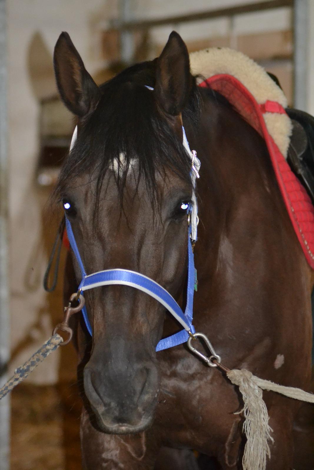 Dansk Varmblod Quendy - L billede 7