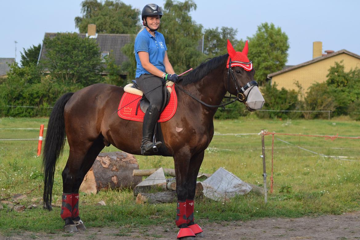 Dansk Varmblod Quendy - L billede 9