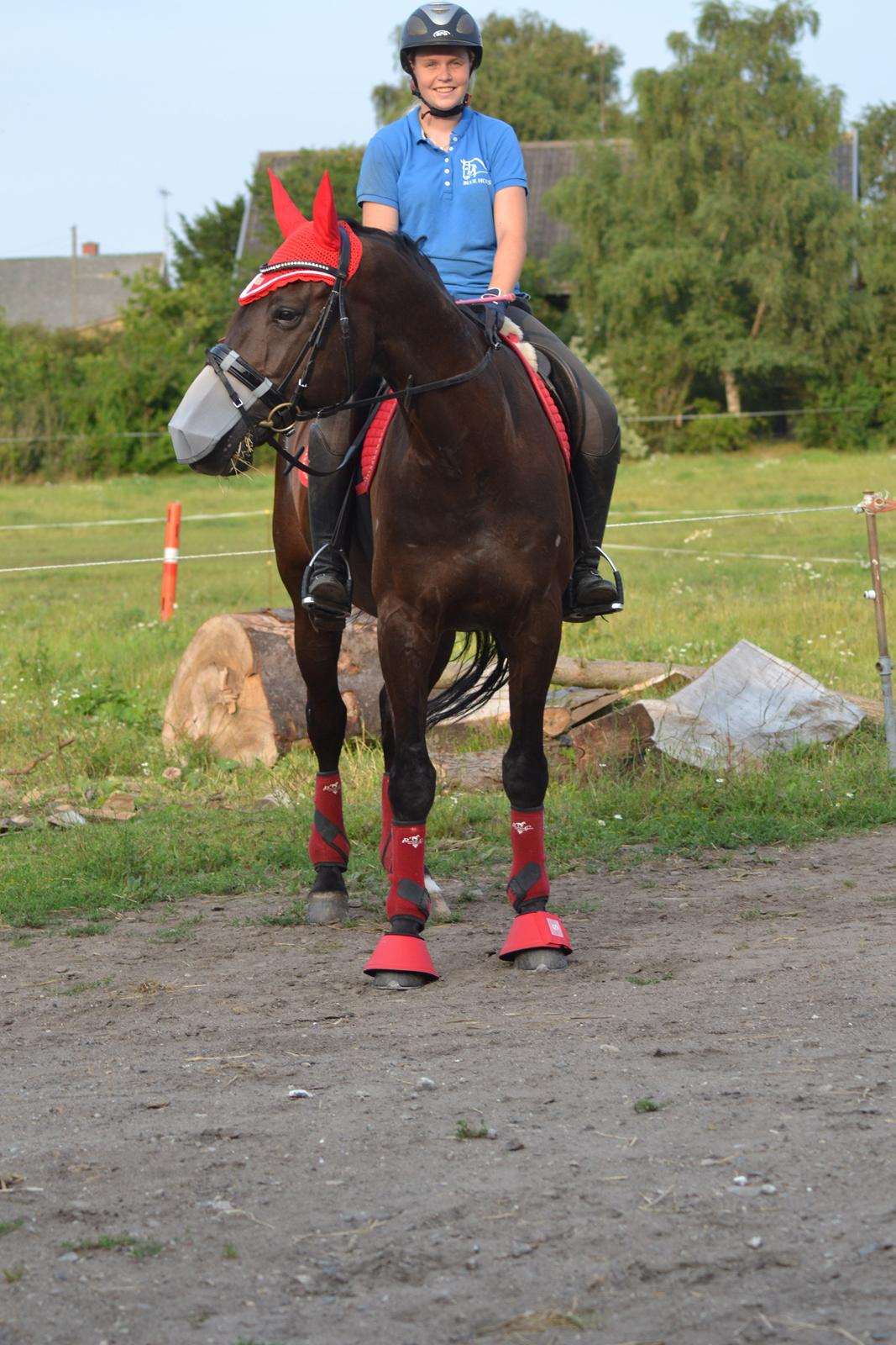 Dansk Varmblod Quendy - L billede 12