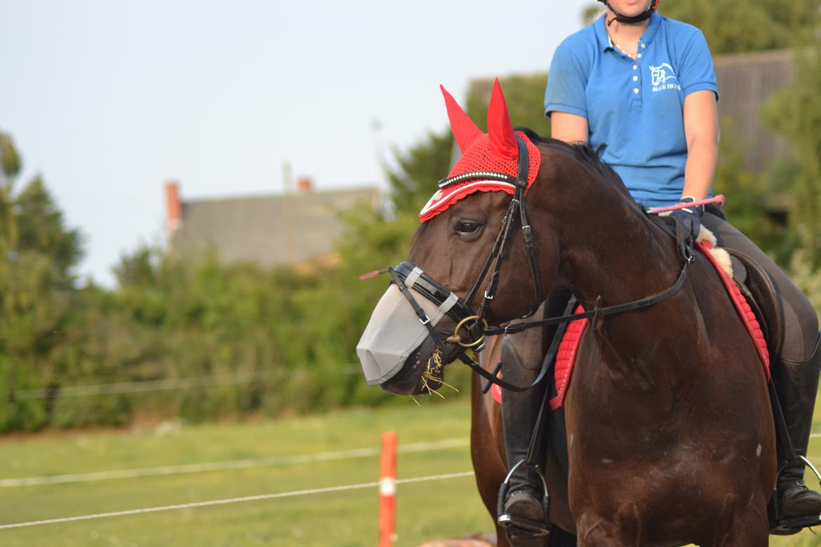 Dansk Varmblod Quendy - L billede 13