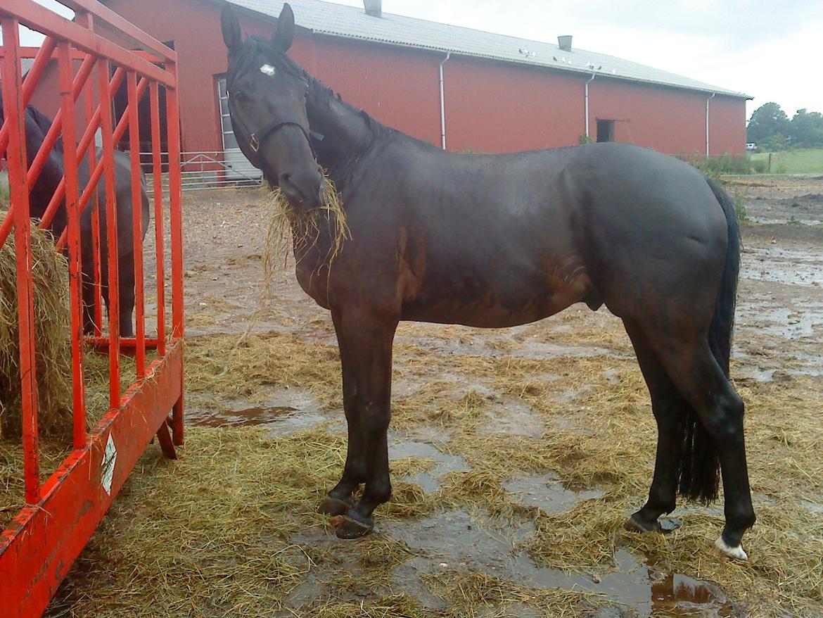 Dansk Varmblod Quendy - L - Billede fra da han var ejet af Lars Frederiksen billede 10
