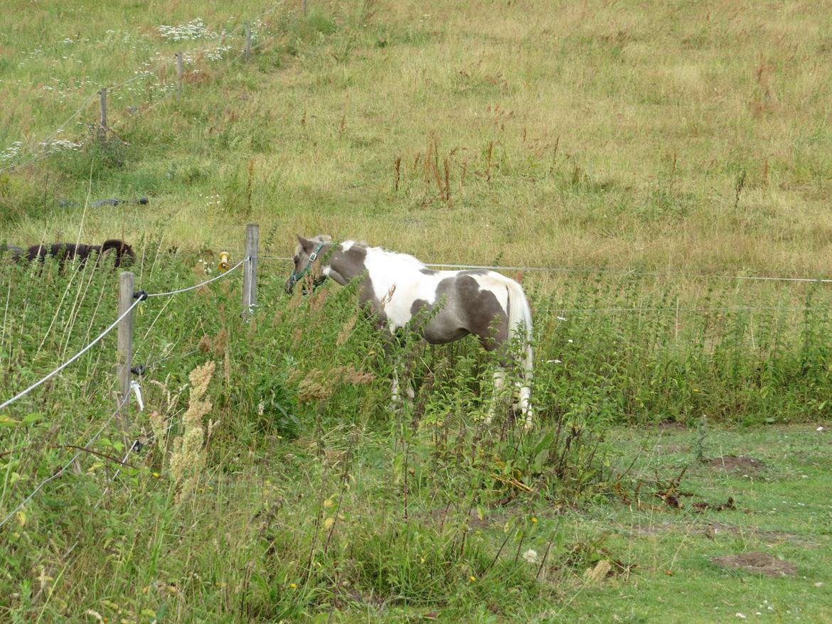 Belgisk Miniature MHS Ultra Denique Showgirl - Nyklippet d 27/7-2013 billede 24