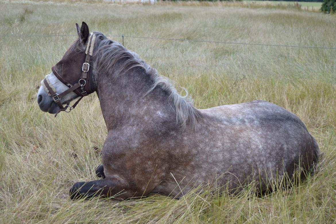 Connemara Klintly's macong - grå sommerhygger. billede 7