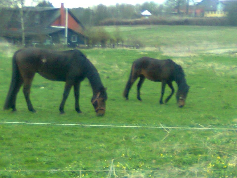 Hollandsk Varmblod Carry me on billede 4