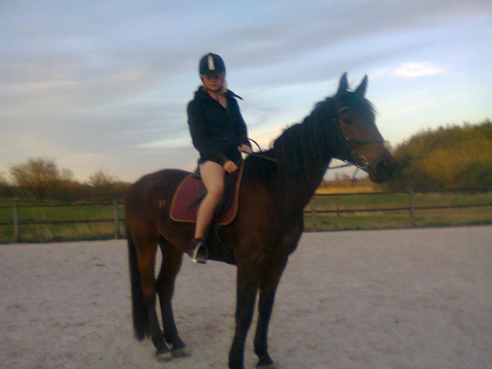 Hollandsk Varmblod Carry me on billede 5