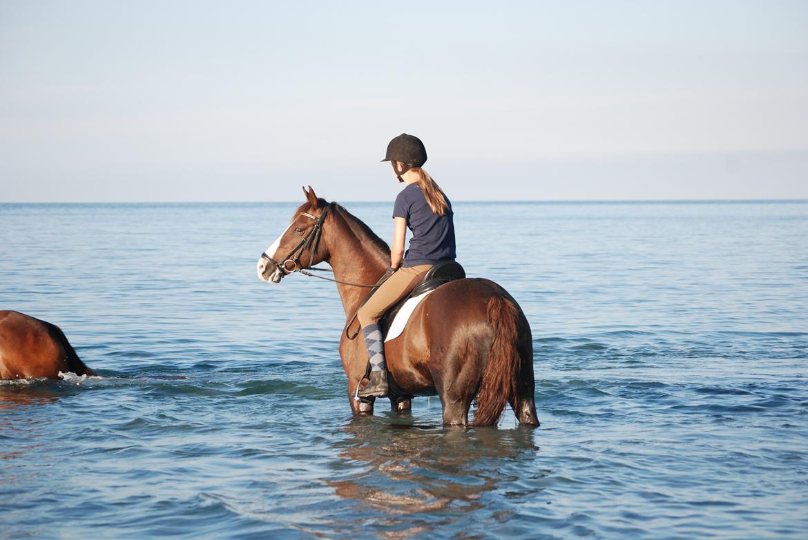 Hollandsk Sportspony Narco van de Beekerheide *B-pony!* - Vi kom ud! Såå stolt!!! ♥♥♥  billede 13